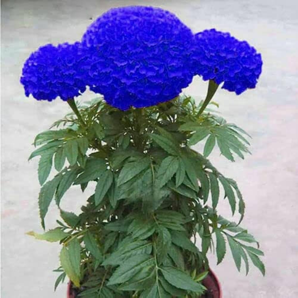 See full amazon price history chart for Purple Blue Marigold 100 Seeds Purple Blue Marigold 100 Seeds (B0B1BMGY71) Amazon Price History, Amazon Price Tracker