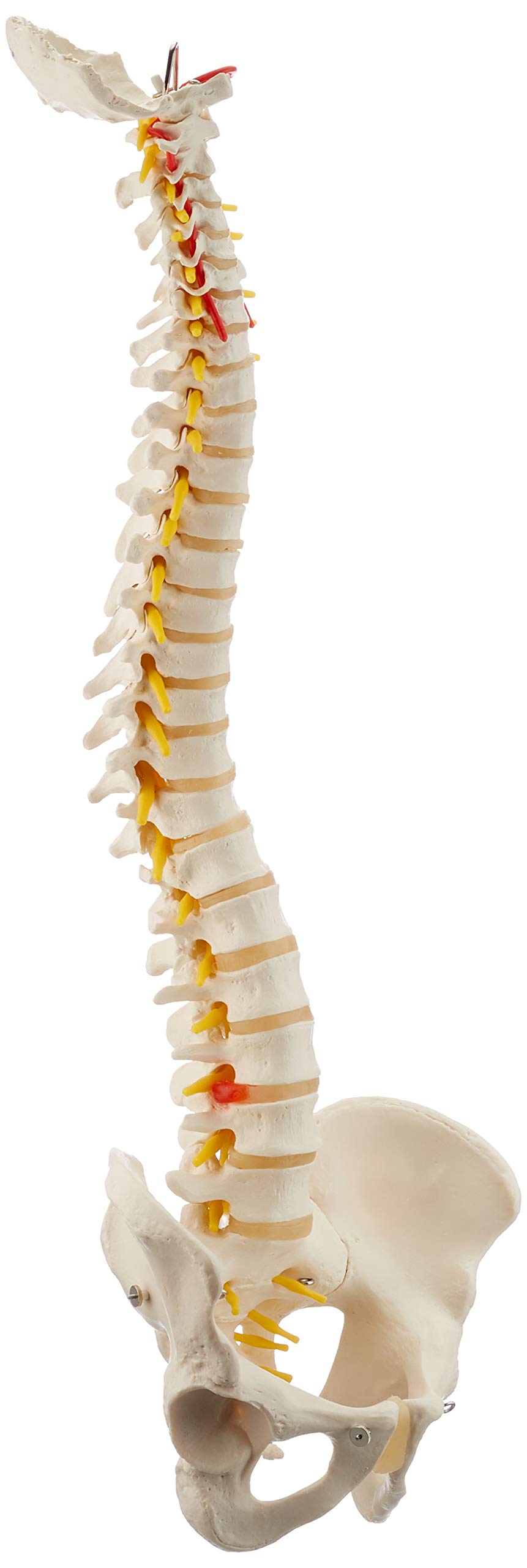 3B Scientific A58/1 Colonna Vertebrale Flessibile Classica + software gratuito di anatomia - 3B Smart Anatomy