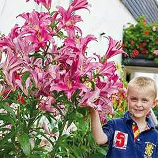 Purple : 50 Pcs Rare Giant Lily Plants Indoor Bonsai Calla Lily Seeds Beautiful Flower Home Garden Lily Flower Seeds Purple: Only Seeds