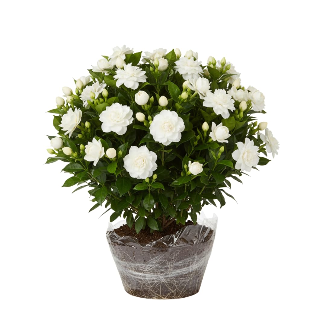 Ella's Homes Frost Proof Gardenia