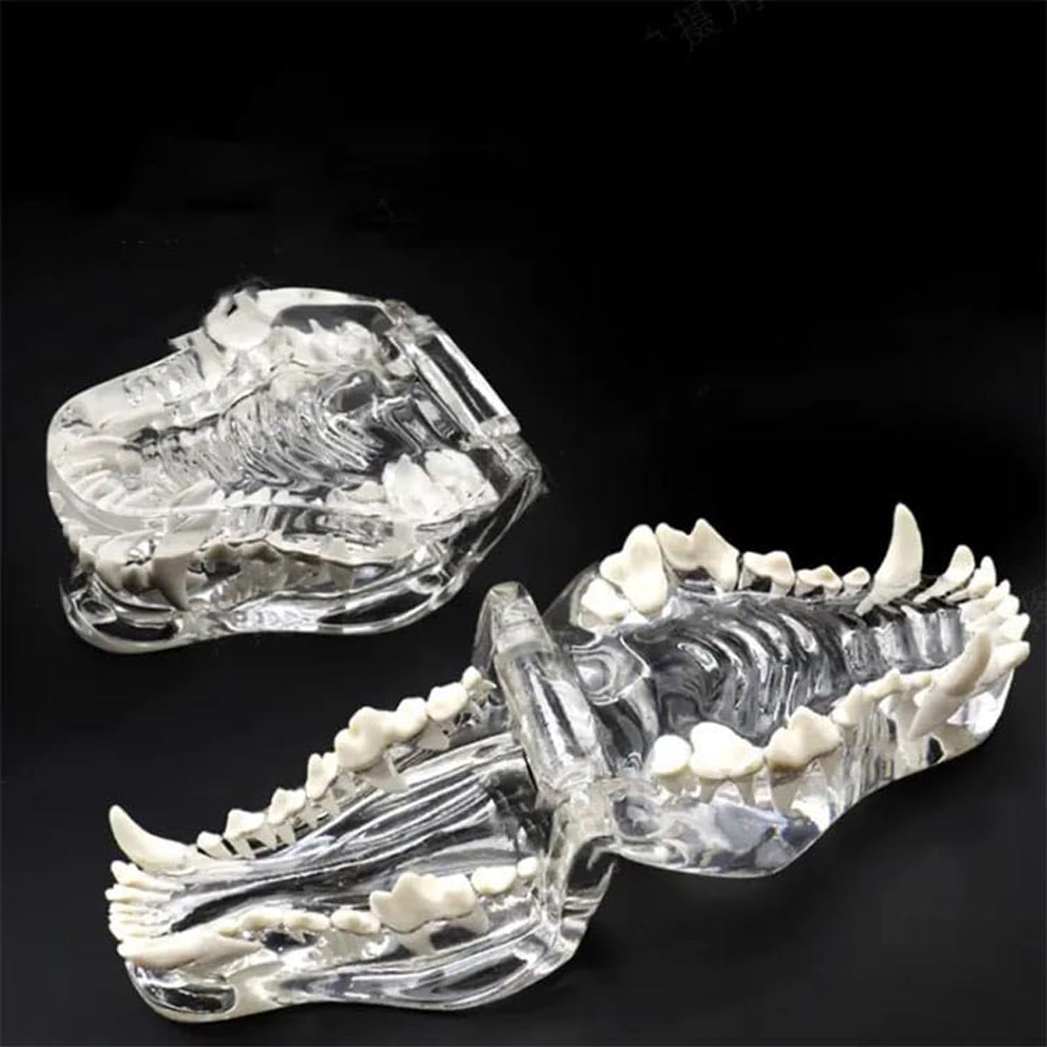 AMITD Modelo transparente Canine & Cat Teeth Model: Anatomía dental para la educación veterinaria y la decoración clínica