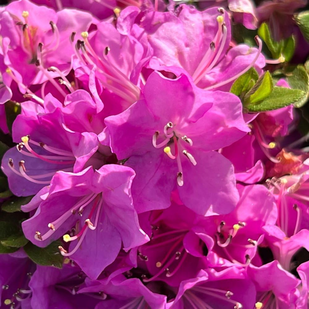 Azalea Japonica ‘Pink’ - Hardy Shrub - Pretty Pink Flowering ...