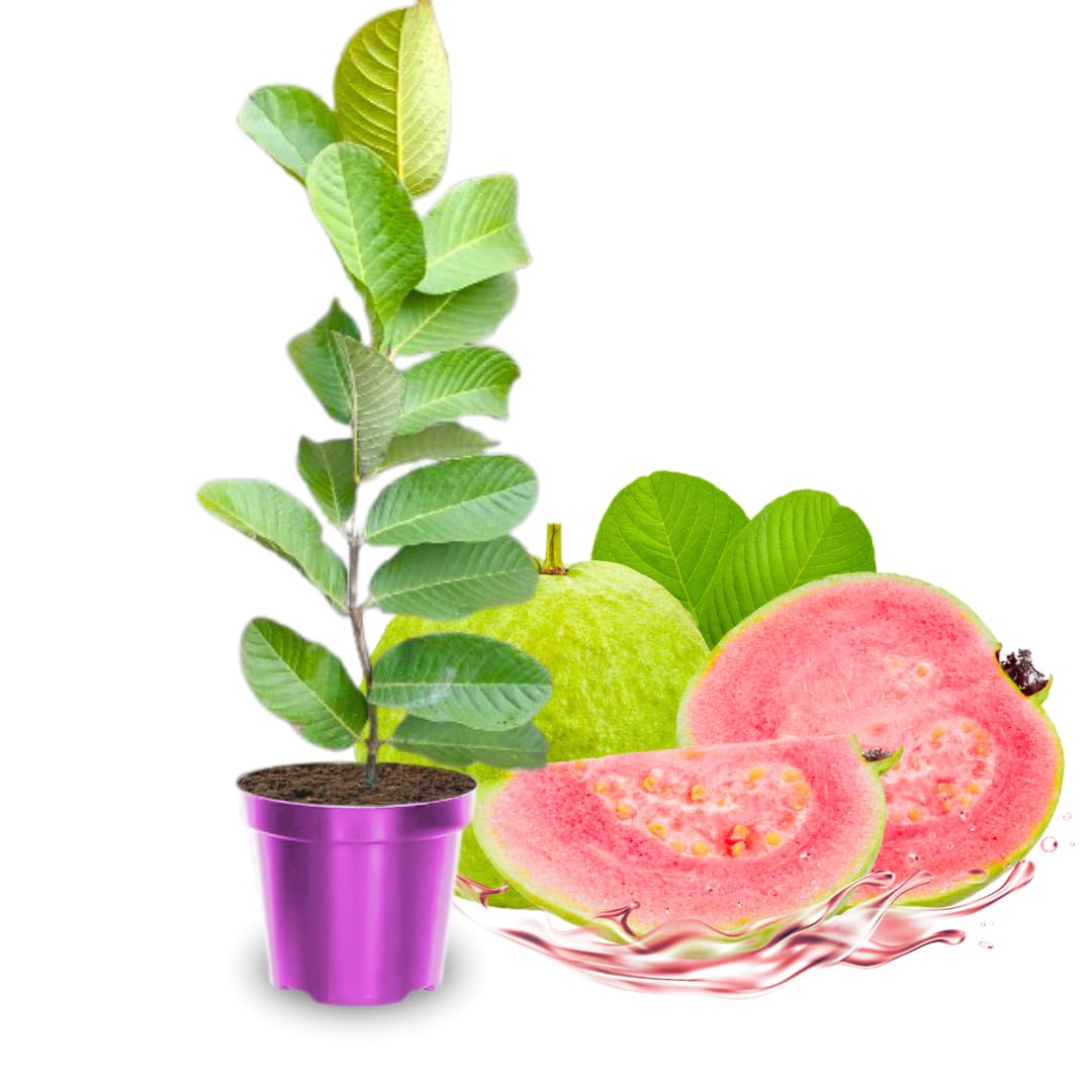 Amazon.com : Pink Guava Trees Live Plants 2-2.5 Feet Tall, Cold