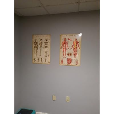 Buy Palace Learning Vintage Muscular & Skeletal System Anatomical Chart ...