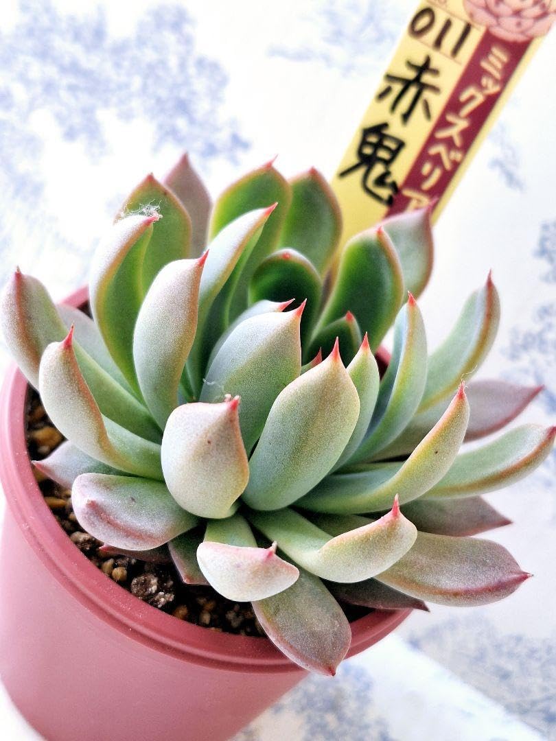 おらいさん苗　ミックスベリア　029円 美苗 おらいさん苗 ミックスベリア 029 美苗 おらいさん苗。ミックスベリア