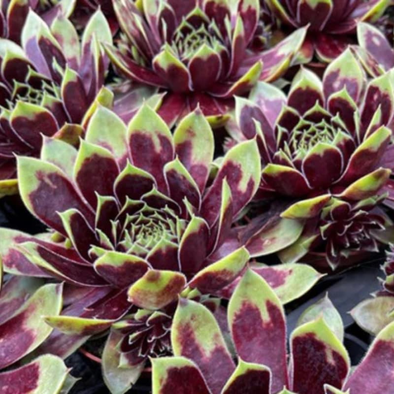 Hens and Chicks Succulent Plants Live in 2.5 Inch Pot, Hens & Chicks Plant Live Houseplant Home Garden