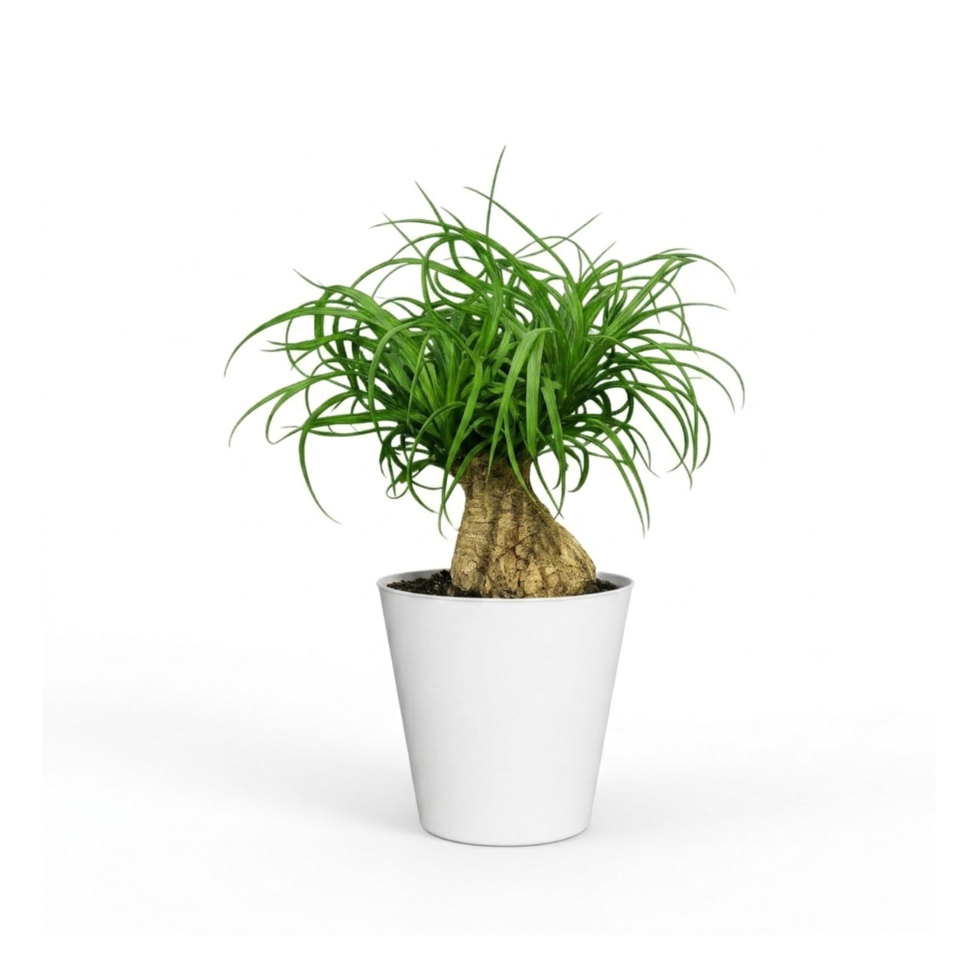 United Nursery Ponytail Palm
