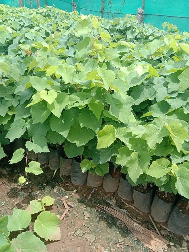 Image of Black Grapes Fruit Live Plant | Outdoor Climbing Vine Plant for Garden & Farm | Fast Growing Seasonal Fruiting Grape Plant - Pack of 1