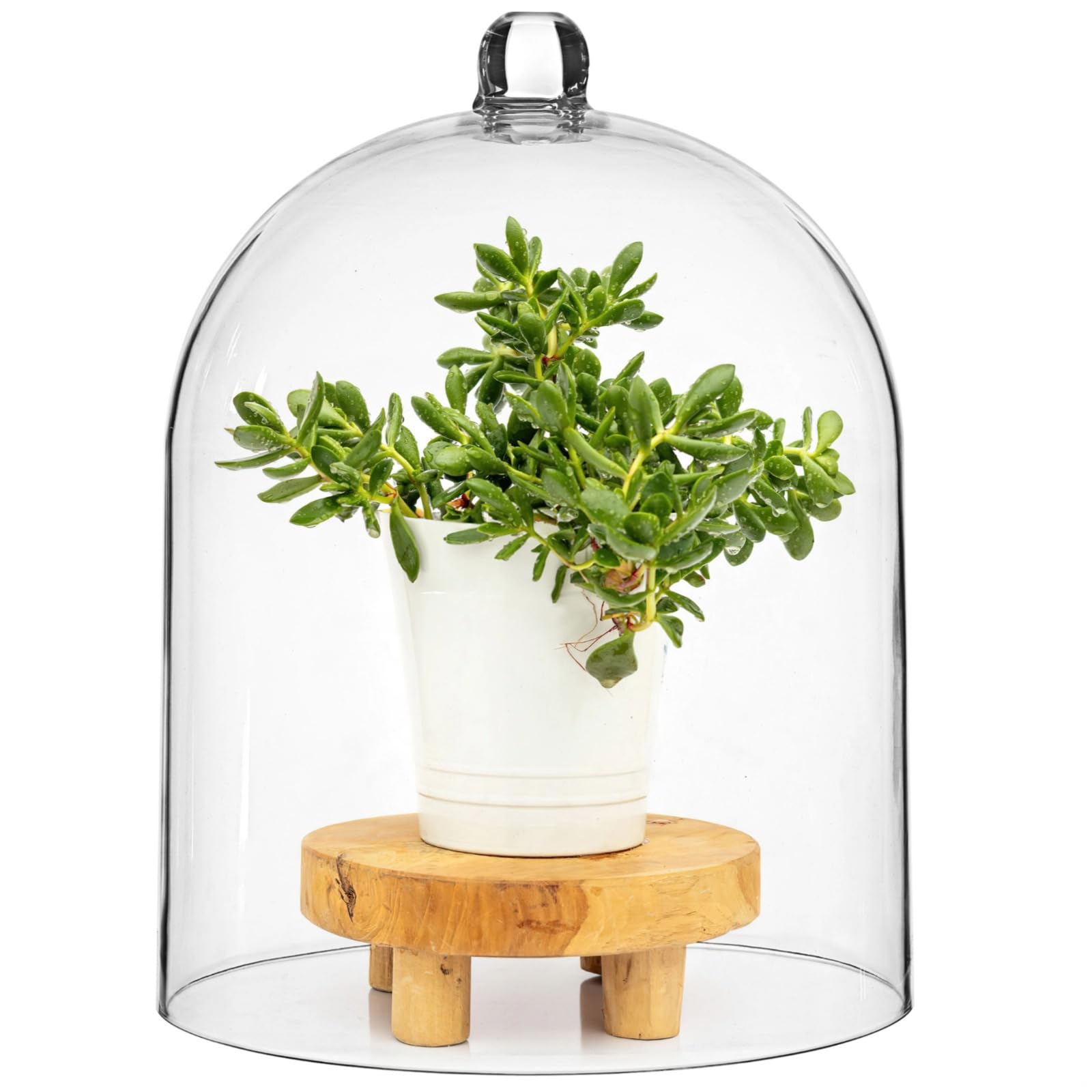 Bosreroy Thick Acrylic Dome 10X13 in, Transparent Cloche Display Cover for Cakes, Decor, Jewelry, Centerpieces, Plants, and Collectibles