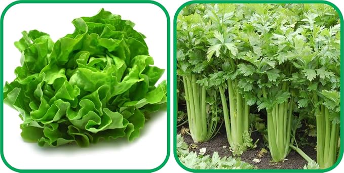 Aero Seeds Celery (100 Seeds) And Lettuce (100 Seeds) Vegetable Seeds Pack