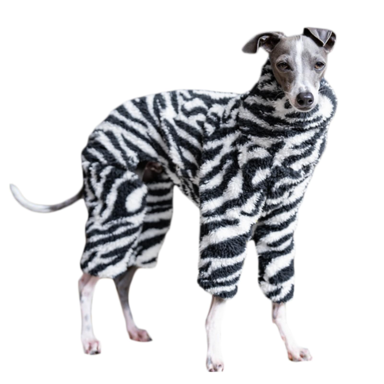 イタグレちゃん 山梨県のイタリアングレーハウンド(イタグレ)｜男の子・2024/05/07