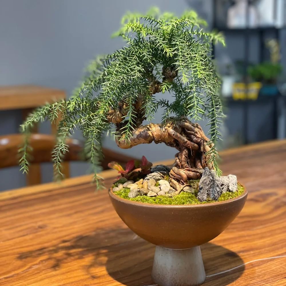 300 Semi Di Biancospino - Piante Resistente Per Vasi, Bonsai O Giardino, Alberi Da Frutto Decorativi - Foto 11