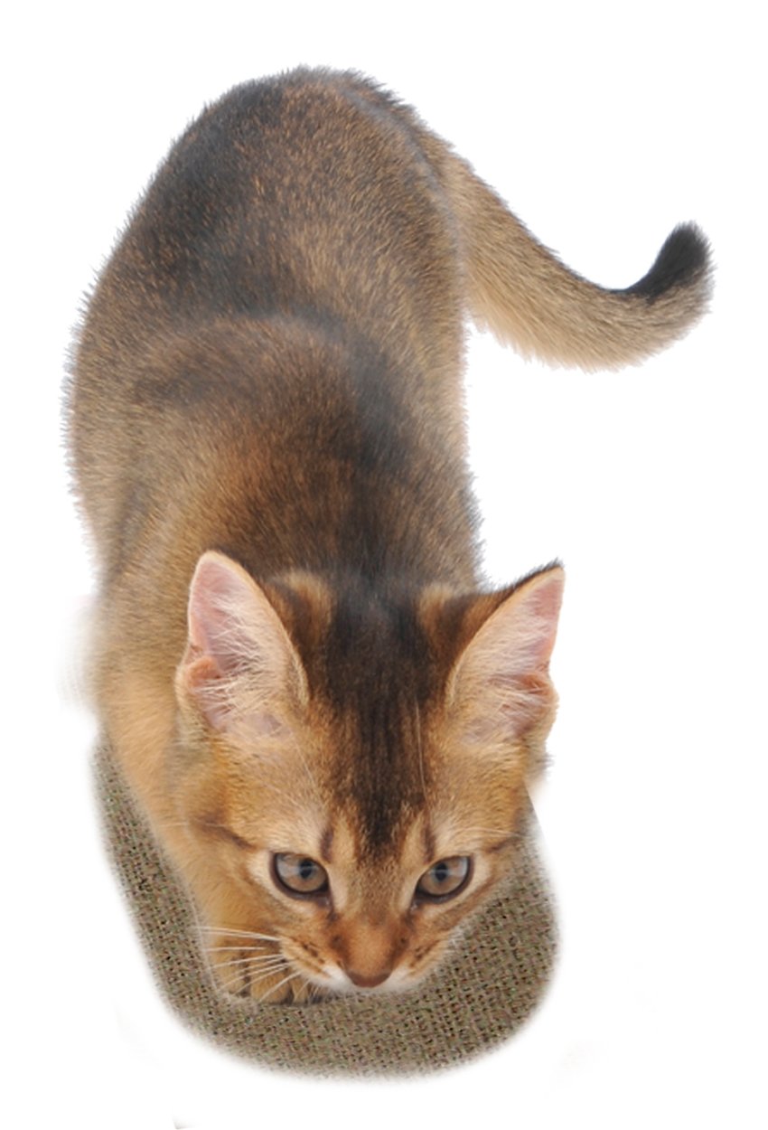 Petio Linen Cat Scratcher (Japan Import)