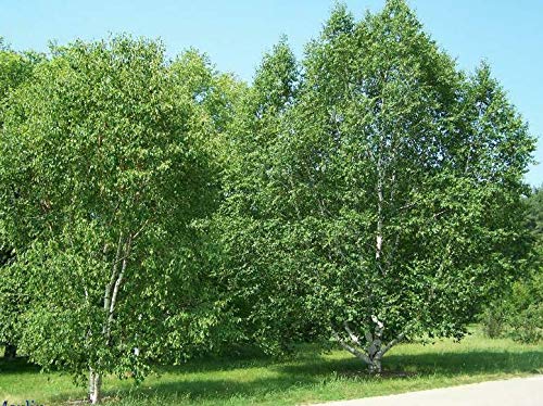 Paper Birch, Betula Papyrifera, Tree Seeds (Fast, Hardy, Fall Color) (50) #TOP3
