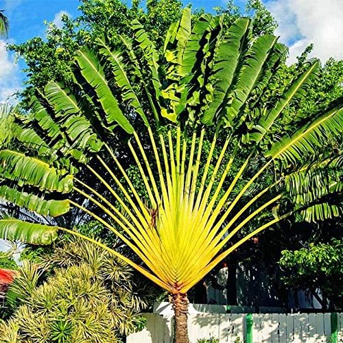 10pcs Travel Banana - Ravenala Madagascariensis - Bonsai Palm sementes semillas