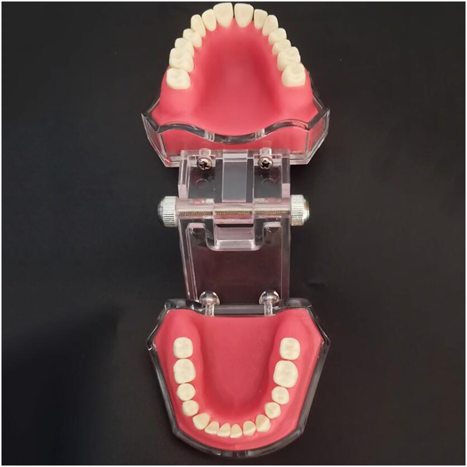 Modello di Estrazione Dentale, Modello Dentale in Resina a Bocca Intera, per la Comunicazione Pratica, Ornamenti clinici, sussidi didattici per l'odontoiatria