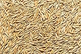 Thunder Acres Non GMO, Certified Organic, Oat Seed (1 lb.)
