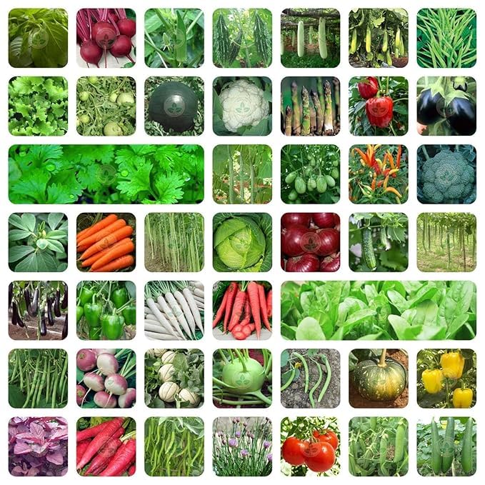 Image of Devender Farm Indian Vegetable Seeds Collection, 40 Varieties, 2255 Seeds, Container Garden Kit