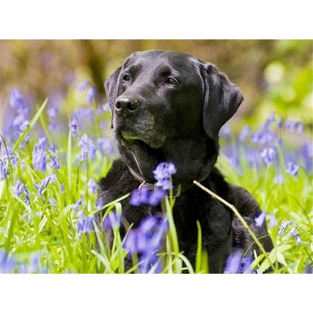 YSCOLOR Diamond Painting Kit 5D Adulti - Cucciolo Di Labrador Nero Tra I Fiori - Tela 30x40cm Con Diamanti Rotondi, Completo Di Strass E Strumenti