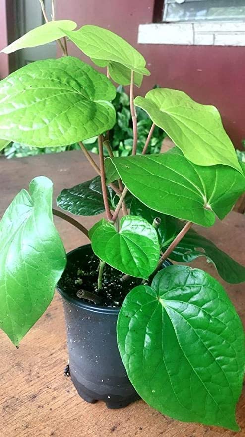 Betel Leaf/Banarasi Maghai Paan Rare Healthy Live Plant, Medicinal Herb Pack of 1 CF_07