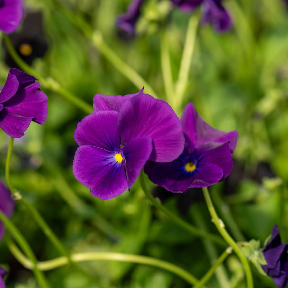 Viola 'Martin' Medium Plug Plant x 4. Royal Purple Velvet Flowers Available from Bedwen Plants