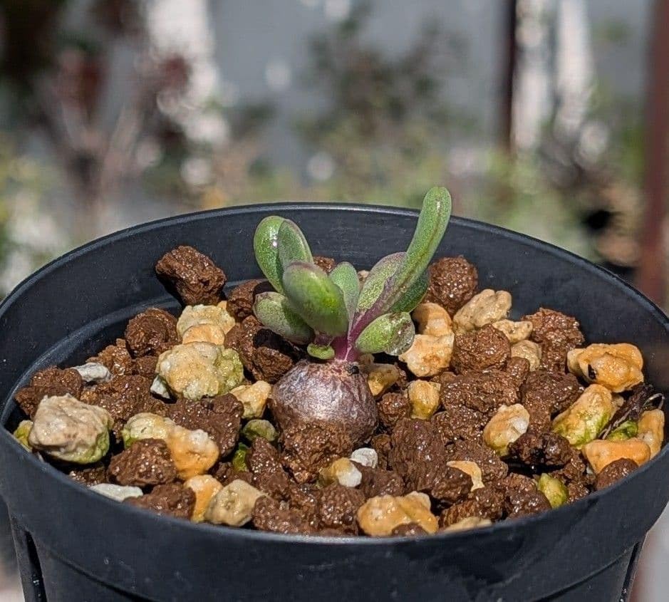 ドラセナ コンシンネ マジェンタ 12番 観葉植物 特大 インテリア 室内