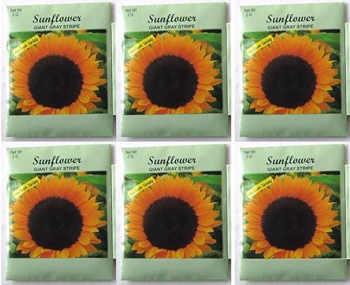 Valle Flor Verde semillas Girasol Valle Flor Verde semillas Girasol