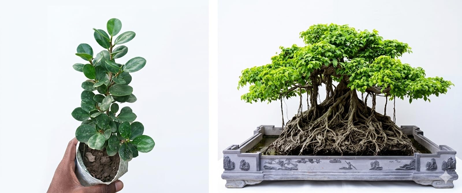 Ficus Bonsai Live Plant with Pot, Indoor Decorative Tree, Natural Green Foliage-image-11