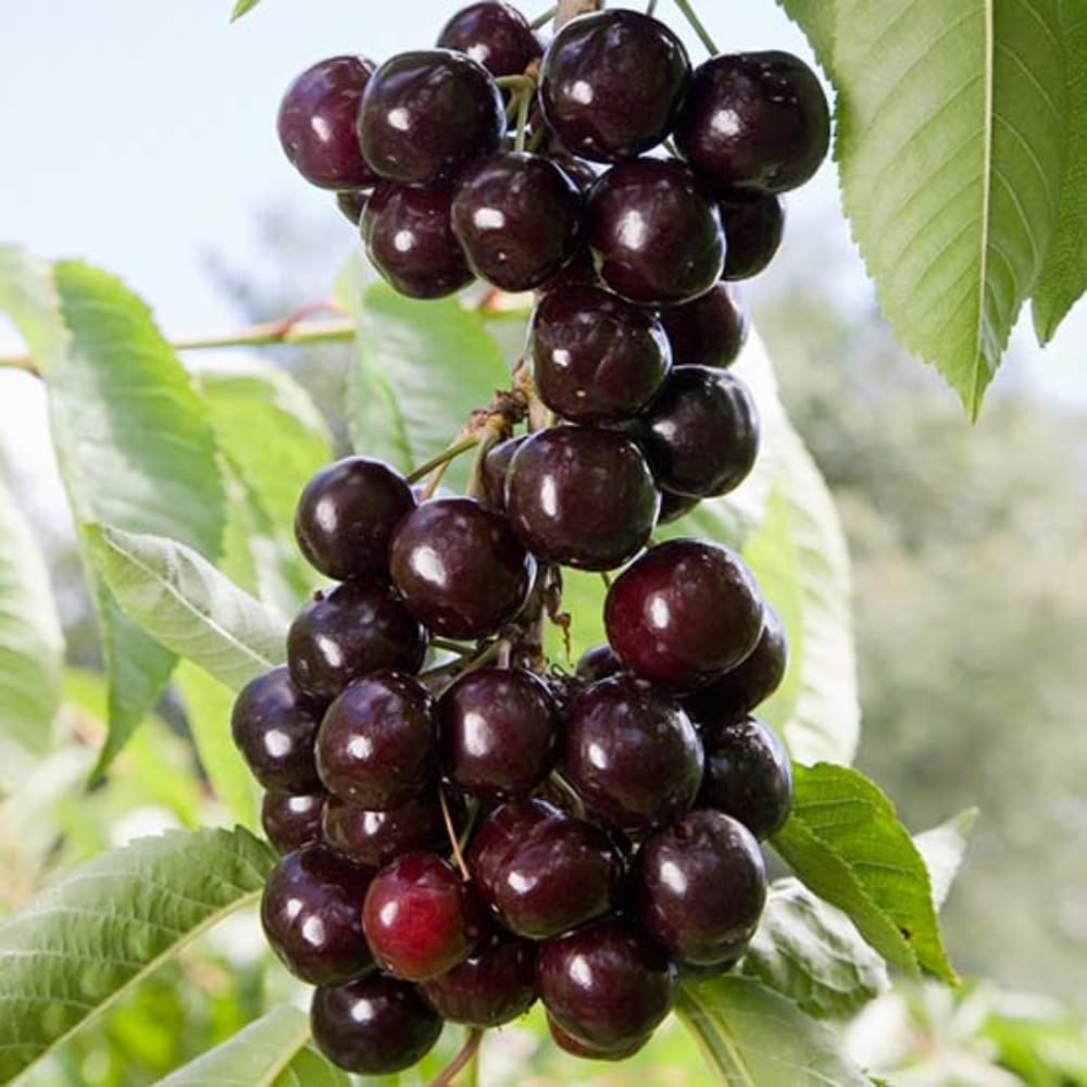 2 Black Cherry Trees Live Plants for Planting, Sweet Cherry Plants Live Fruit Trees, 1 to 2 Feet Tall