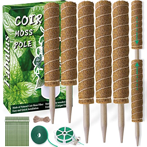 The Best Moss Pole for Your Indoor Plants