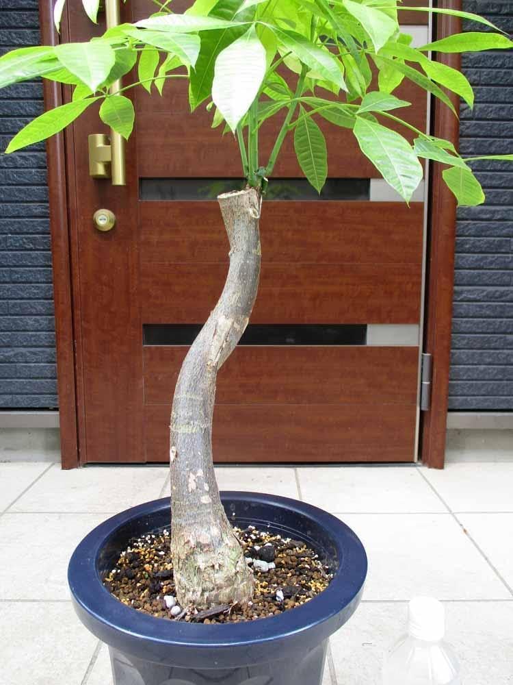 パキラ 斑入り　黄斑　ムーンライト 斑入りパキラ 黄斑 ムーンライト 【公式通販】