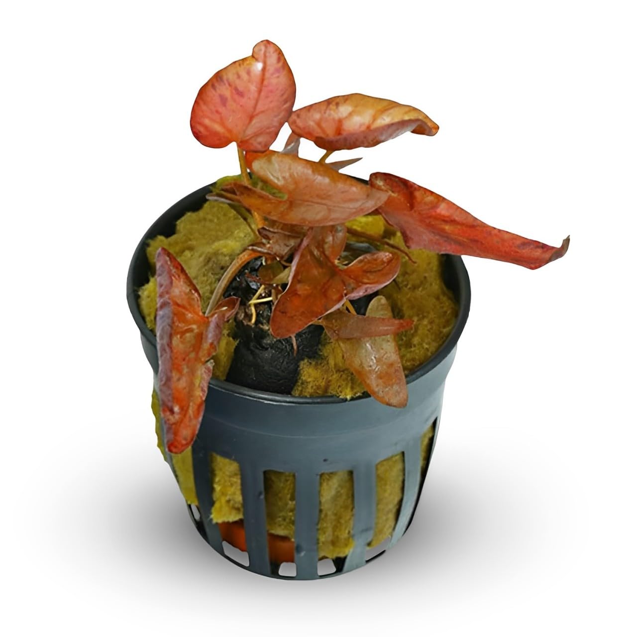 Red Tiger Lotus Lily(Nymphaea Zenderi) - Aquatic Plant with Striking Red and Green Patterns, Ideal for Freshwater Aquariums - Provides Essential Shade for Fish - 2 Pot