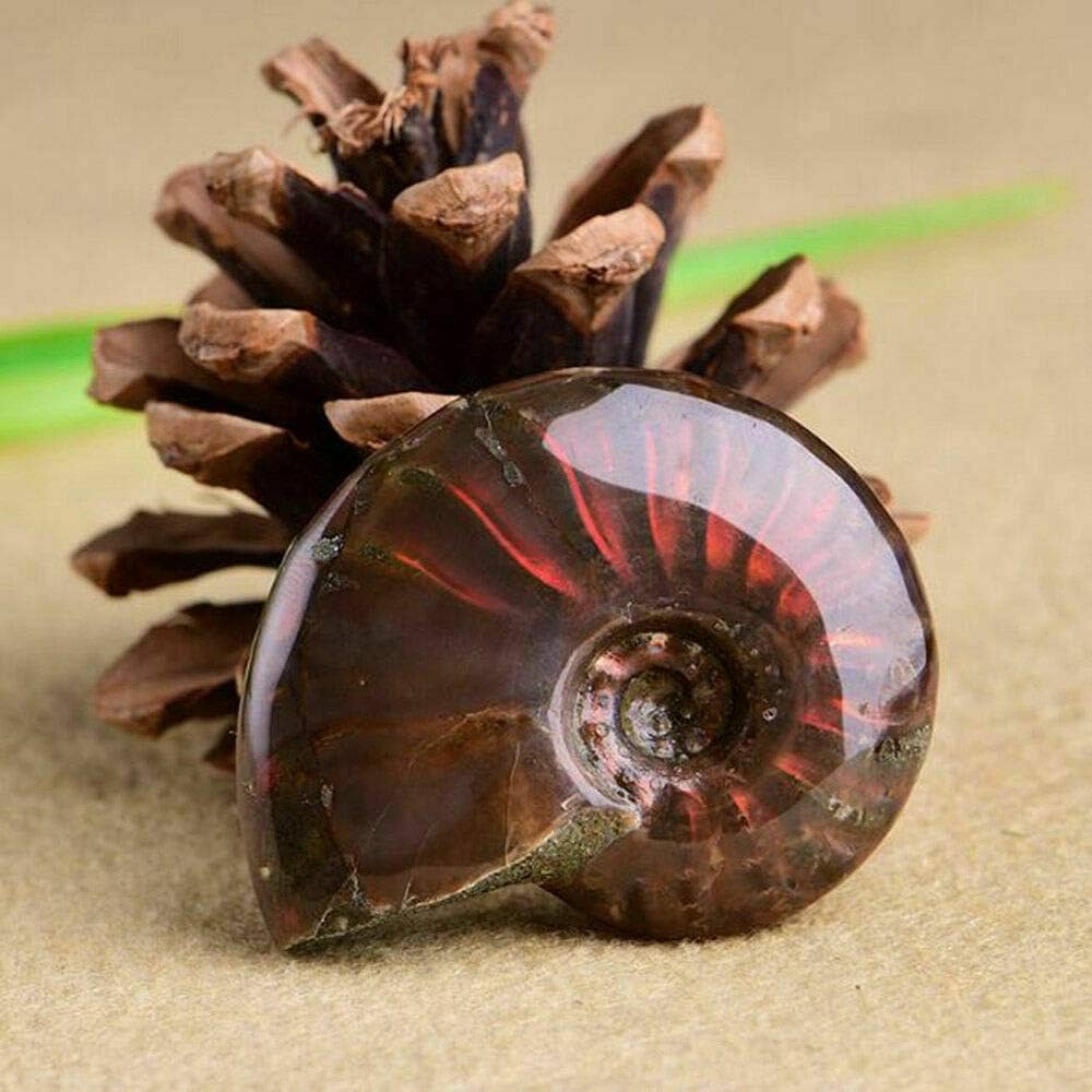 Iridescent Ammonite Ammolite Facet Specimen Spotted Snail Fossil