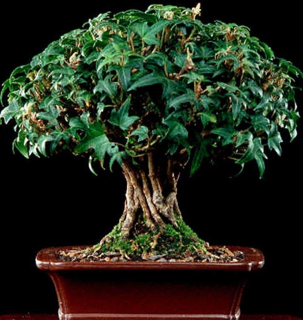 Portal Cool Ivy Bonsai Star Smling! Schnell wd und leicht zu en! :  Amazon.de: Garten