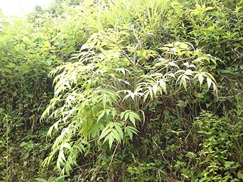 Amazon | 【神の草】日本山人参 日本山人参茶 粉末 50g×5袋 湯呑約500