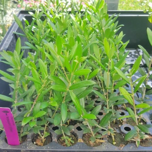 Miniatura 2 de Hello Organics Olivos Arbequina (negro) Incluye cuatro (4) plantas vivas