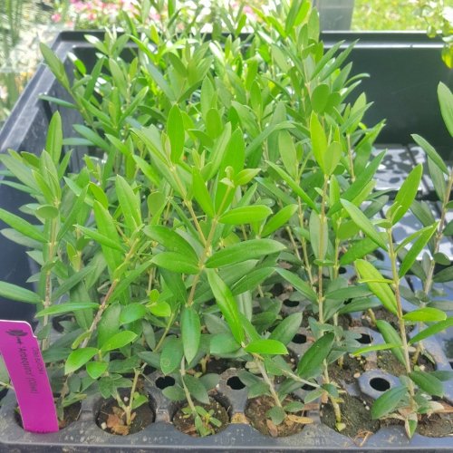 Hello Organics Olive Trees Arbequina (Black) Includes Four (4) Live Plants #TOP1