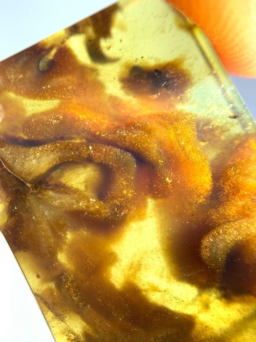 Burmese burmite Cretaceous Beautiful Landscape Plant Fossil Amber Myanmar