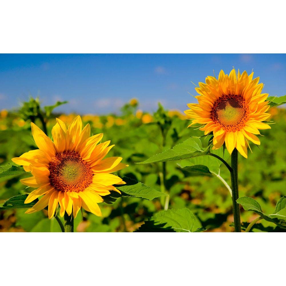 Diamond Painting Kits for Adults, DIY 5D Round Full Round Drill Art Perfect for Relaxation and Home Wall Decor Sunflower X131 15.7x11.8in 1 Pack by INJOYS