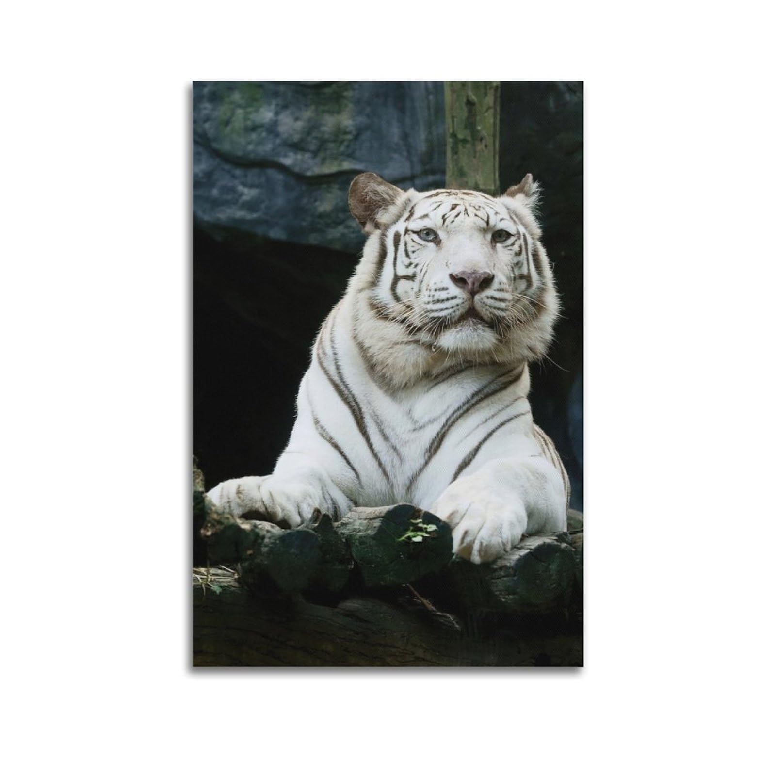 WZKTCL Animal Artwork Poster Curious White Tiger Poster Decorative Painting Canvas Wall Posters And Art Picture Print Modern Family Bedroom Decor Posters 24x36inch(60x90cm)