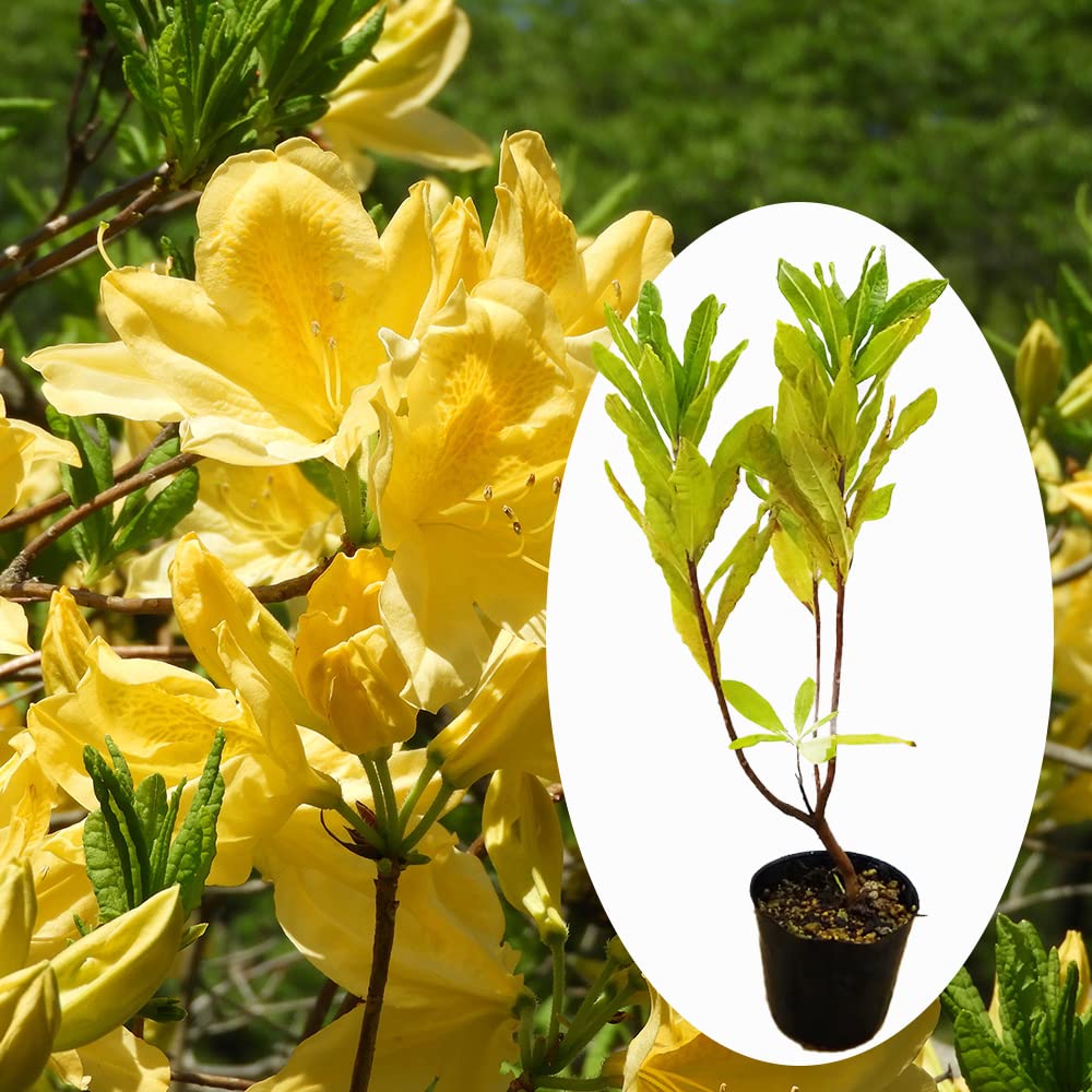 ヨシノヒトシ　花柄蓮華　レンゲ　黄色 ヨシノヒトシ 花柄蓮華 レンゲ 黄色 【公式通販】