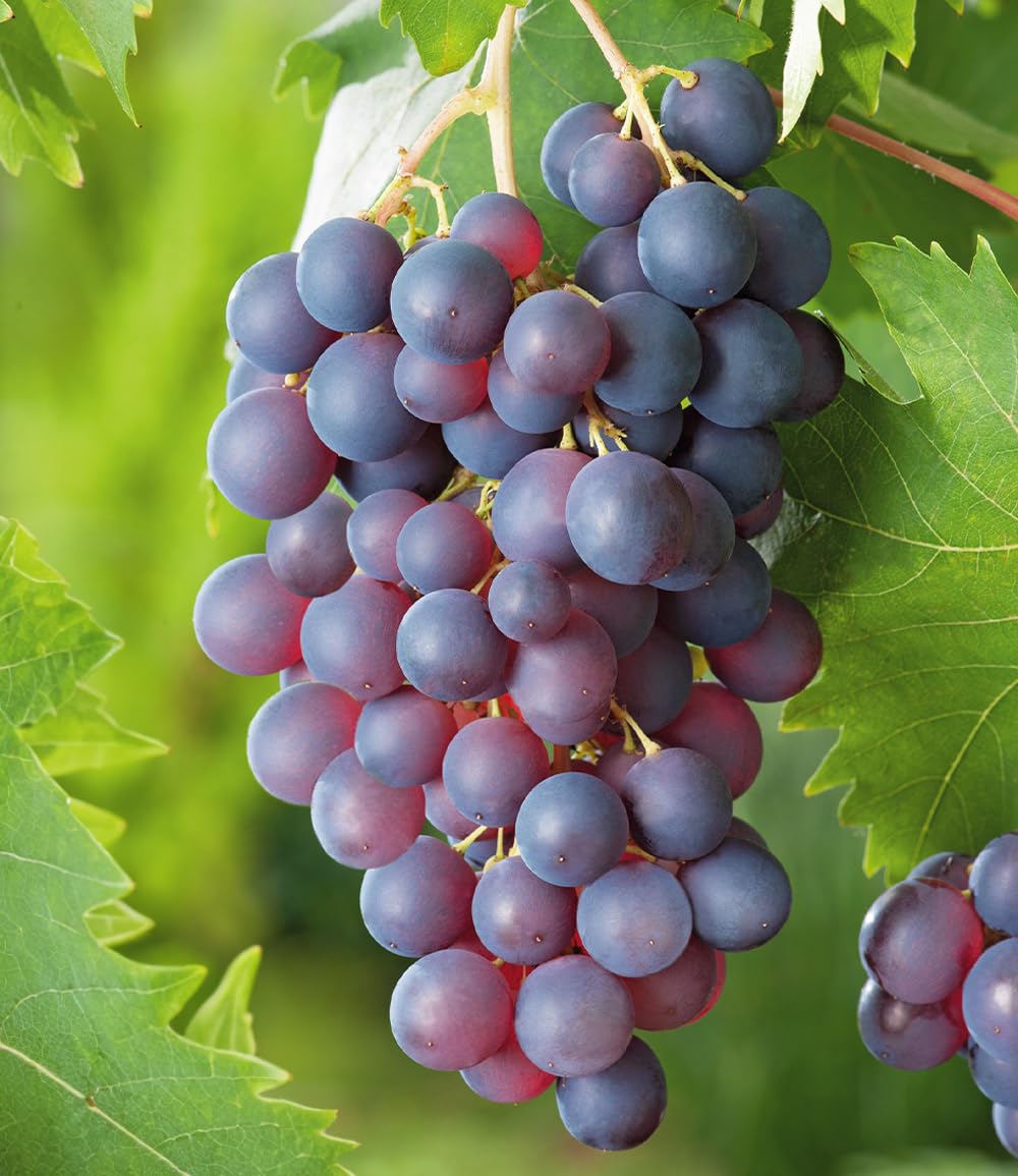 BALDUR Garten 3er Kernlose Tafel-Trauben-Kollektion, 3 Pflanzen je im 10 cm-Topf, Weinreben Sortiment kernlos, Sorten New York, Vanessa, Venus, winterhart, resistente Züchtungen, Vitis vinifera