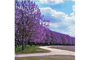 100 Royal Empress (Paulownia tomentosa) Seeds