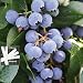 Patriot Blueberry 300+ Seeds 646263362761 + 2 Free Plant Markers - Quarter-Size Berries