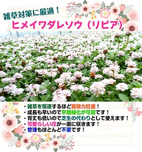 Amazon.co.jp: Sunflower Ground Cover [40 Pot Set] : DIY, Tools