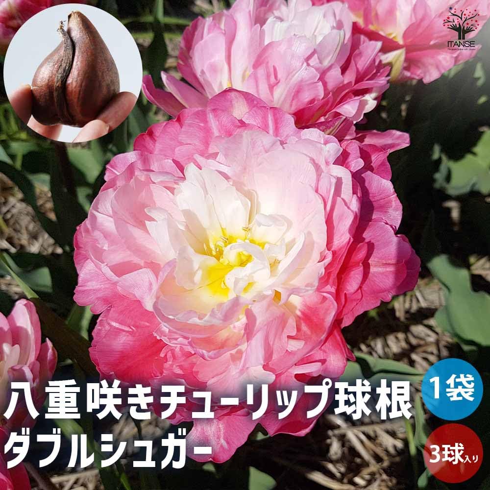 Amazon.co.jp: ITANSE 八重咲きチューリップ