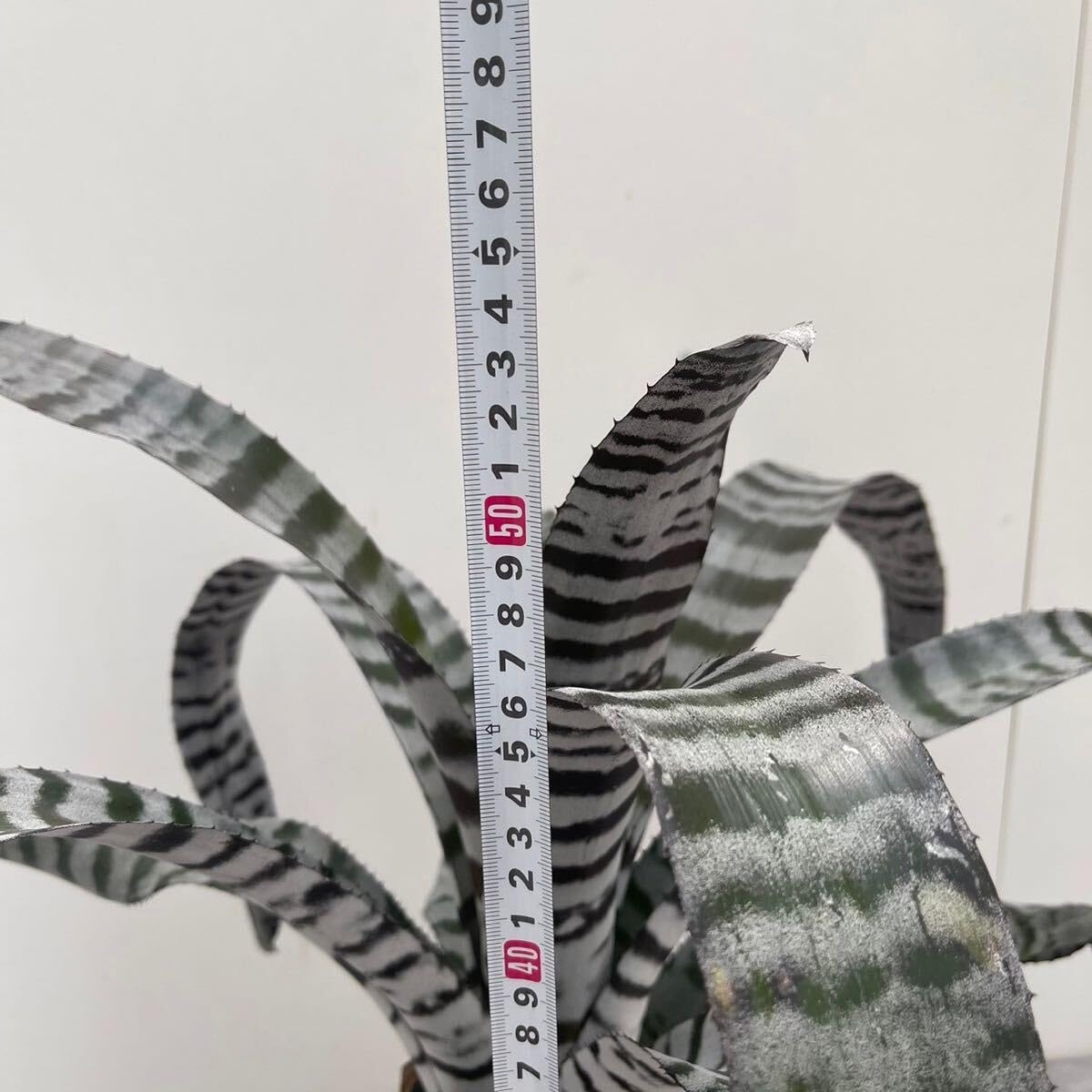 ブロメリア・エアープランツ Aechmea Black Ice Aechmea Black Ice (White Clone) 【artPLANTs】 エクメア