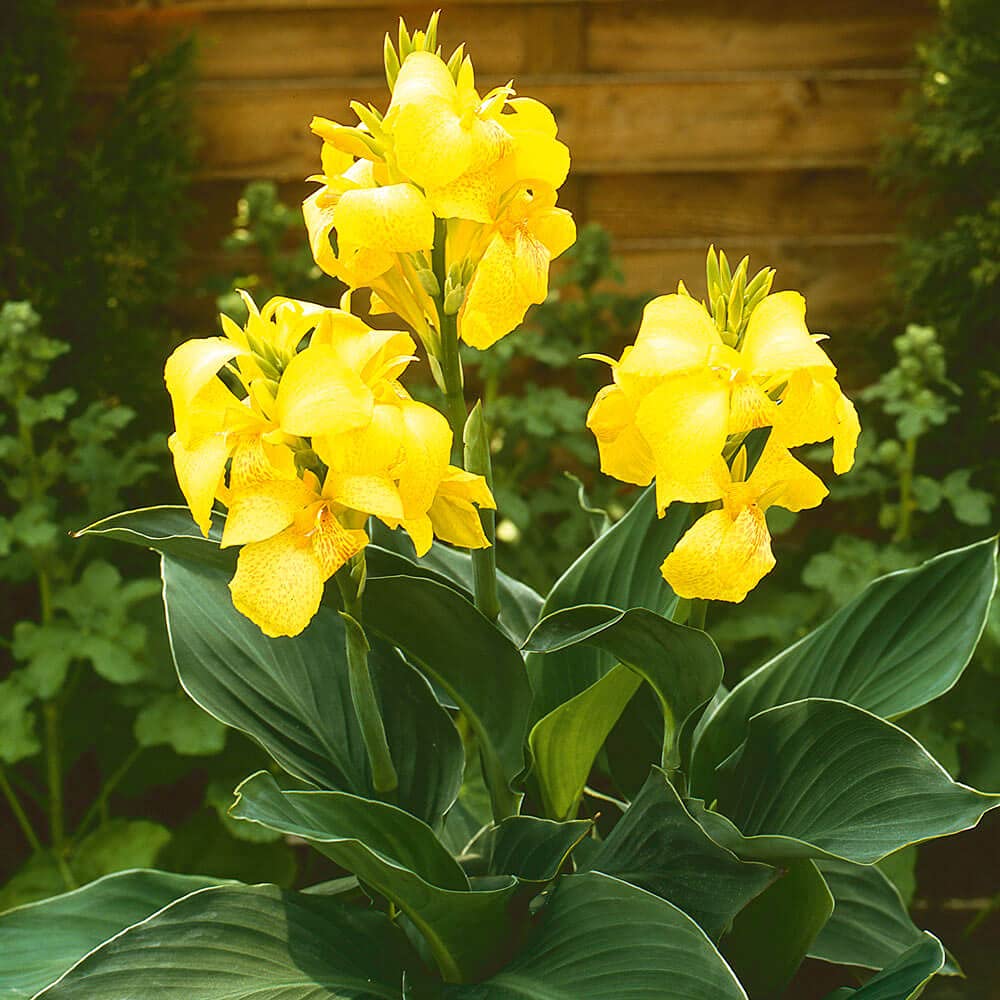 Flora Seeds Canna Lily Yellow Hybrid Variety Fresh Pack of 7 Bulbs | Imported Flower Bulbs By FLORA SEEDS