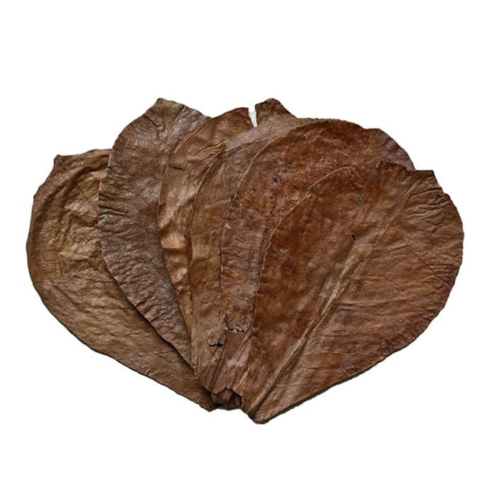 50x Large Indian Almond Catappa Ketapang Leaf Leaves Aquarium Betta Fish Shrimp