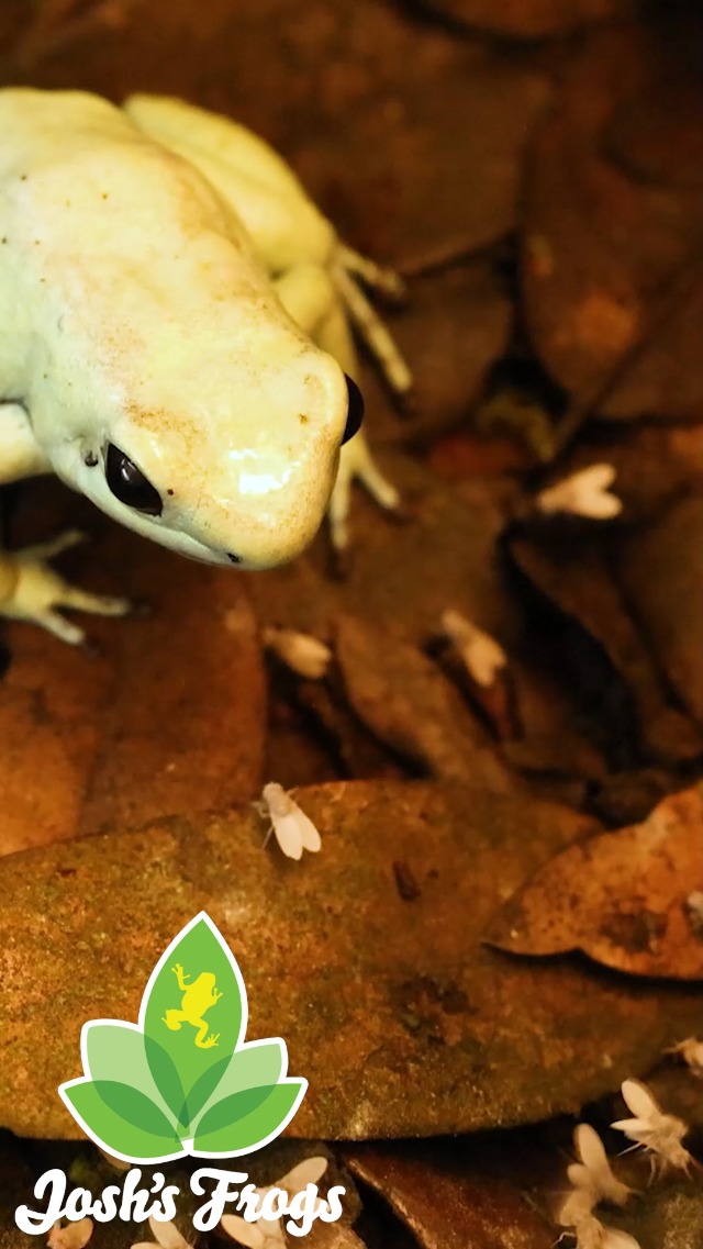 Amazon.com: Josh's Frogs Producing Flightless Drosophila Hydei